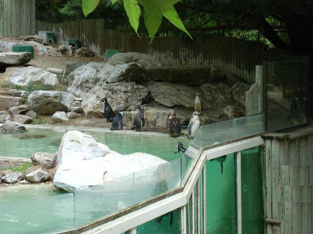 149 BIO PARC DE DOUE LA FONTAINE 5- 2016_000044.jpg